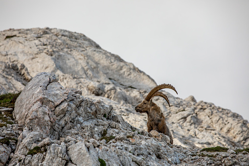 wildlife captured in Bohinj valley Slovenia