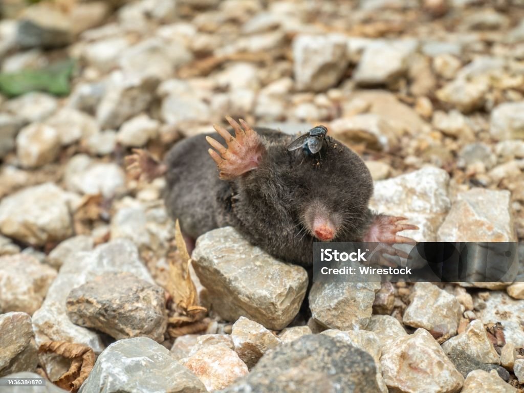 Mole Riding Cute Eastern Mole Laying On Rocks Stock Photo - Download Image Now ...