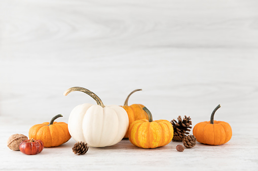 This Autumn scene includes Traditional orange Pumpkins and gourds with new white pumpkin. Perfect shot for a Fall project.