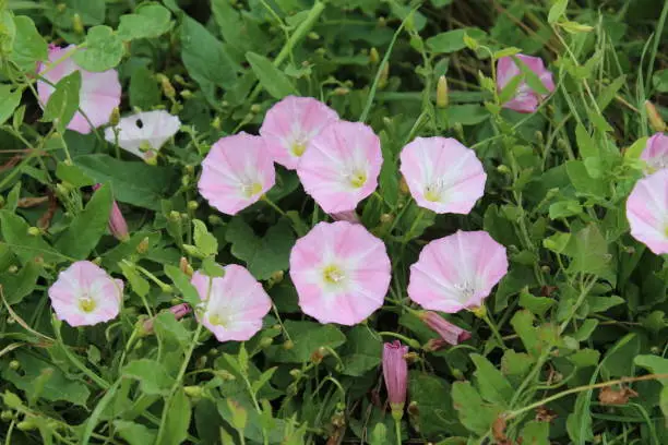 Field bindweed is a beautiful wildflower. The tree is a herbaceous. The bloom is pink. Green grass in background. Summer scene. Sunny day photo.