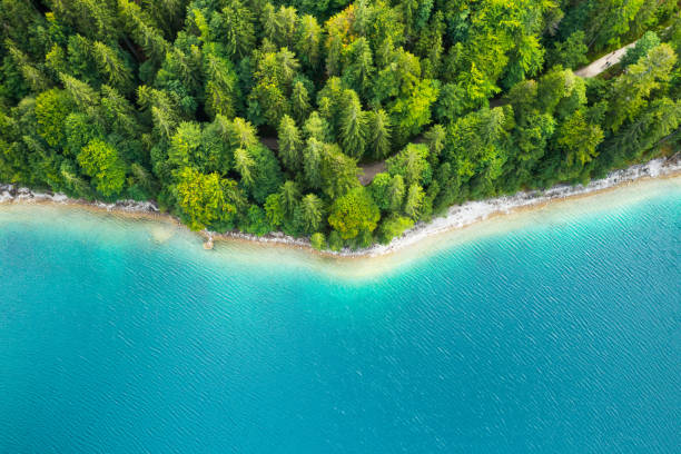 istock Riverside with tall pine trees and turquoise water 1436386913