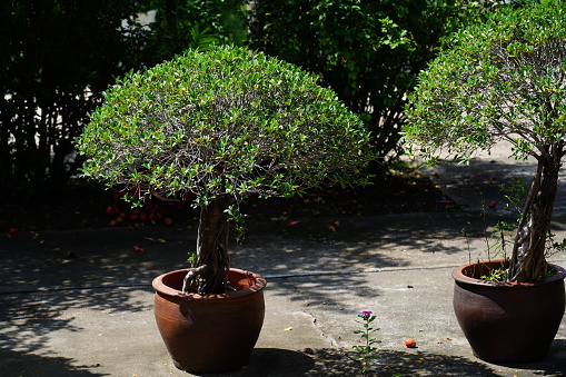 Banyan Tree or Ficus annulata is growing in pot