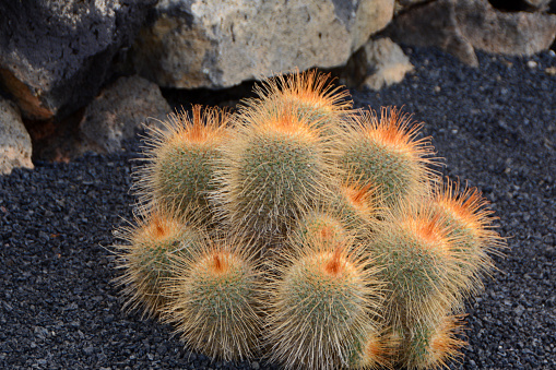 Brain cactus in the gardens by the bay, Singapore