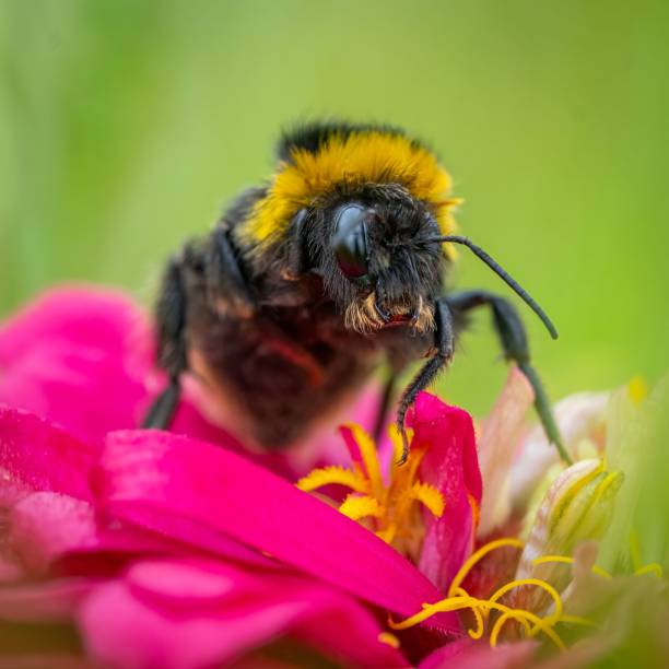 istock Macro of a bee on the pink flower 1436389809