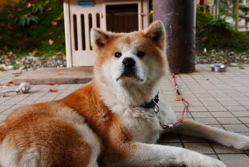 The Akita dog, Akita-ken is a historic dog breed of large size originating from the mountains of northern Japan.