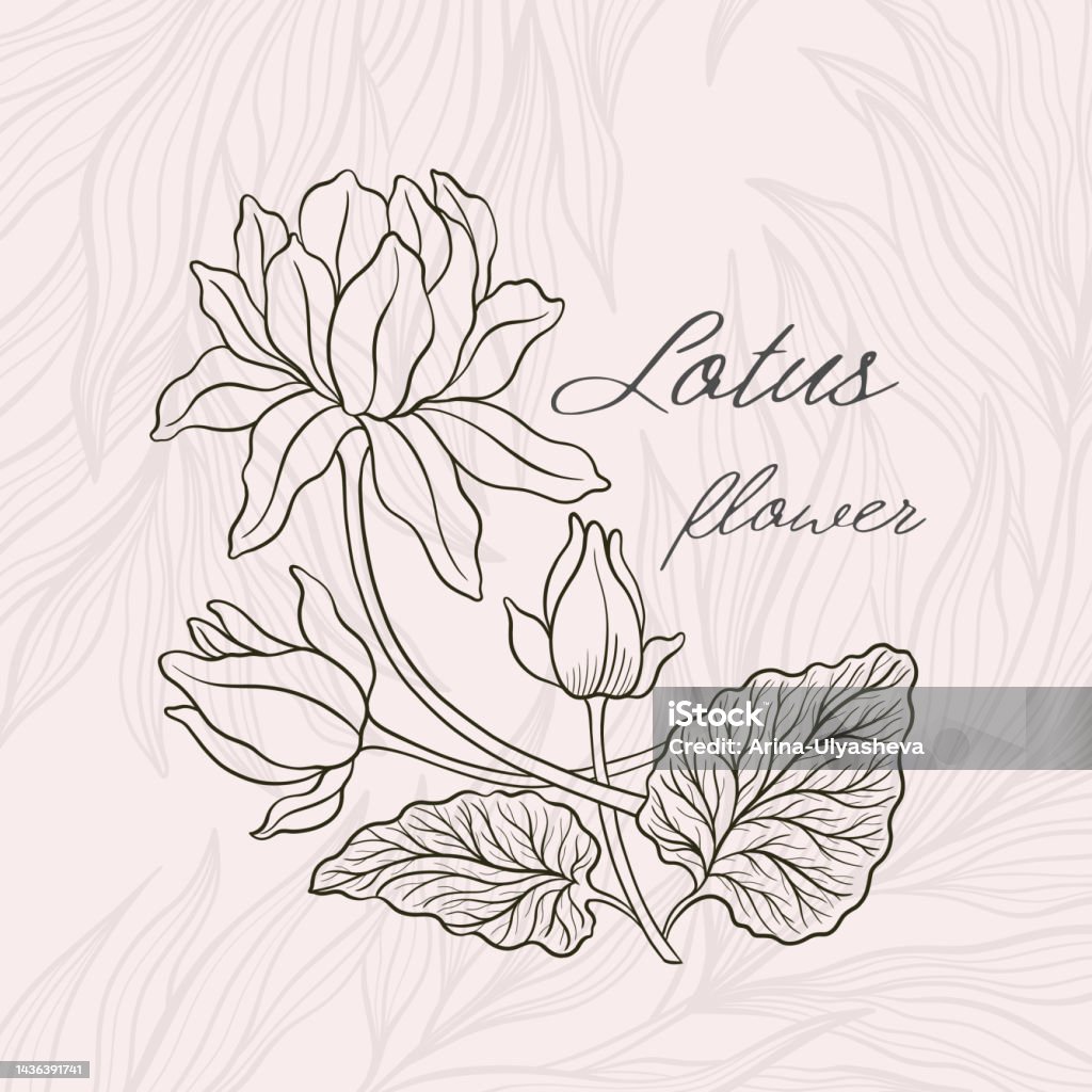 Lotus Flower Outline Hnd Drawn Style Asian National Symbol Plant ...