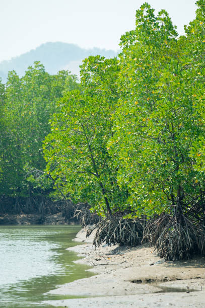 istock Riverside forest in the forest of Thailand 1436391796