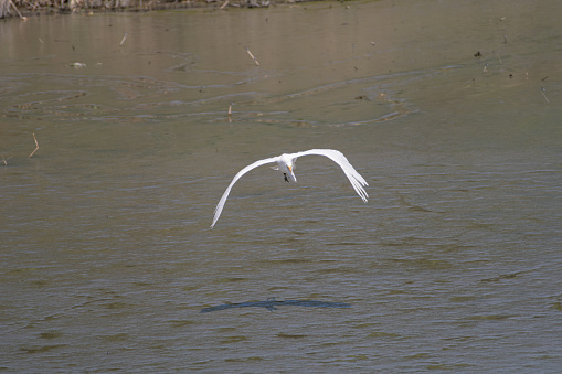 flying white heron