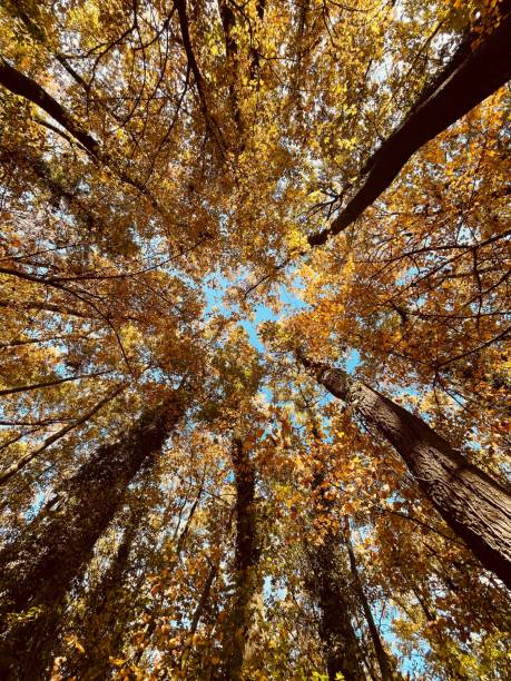 istock Low angle shot of dense autumn trees 1436394064