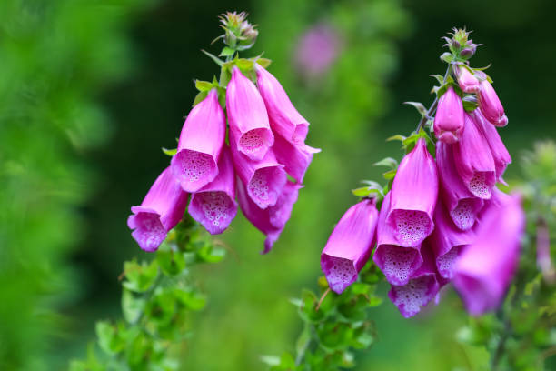 istock Medical plant Foxglove ( Digitalis Purpurea) 1436394237