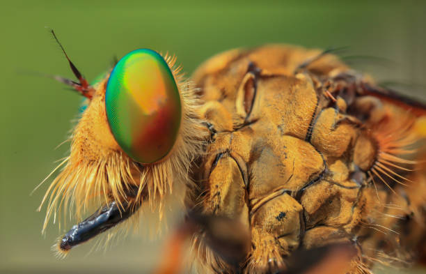 istock macro closeup of robber fly 1436395433