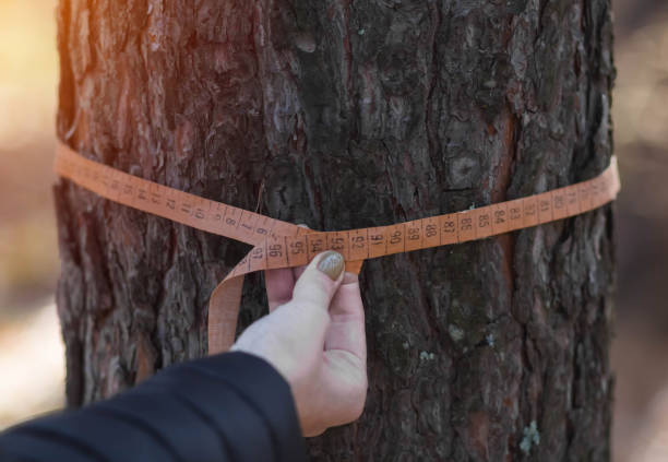 istock Deforestation and forest valuation. Measuring the circumference of a pine tree with a ruler tape 1436395662