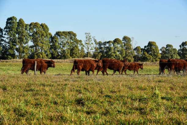 istock Countryside landscape with cows grazing, 1436395690