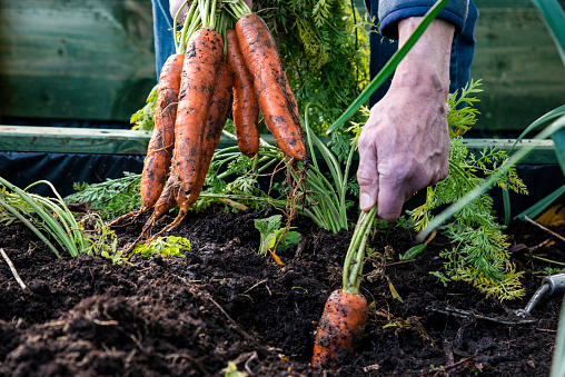 Senior man harvesting carrots from a raised bed in an allotment.