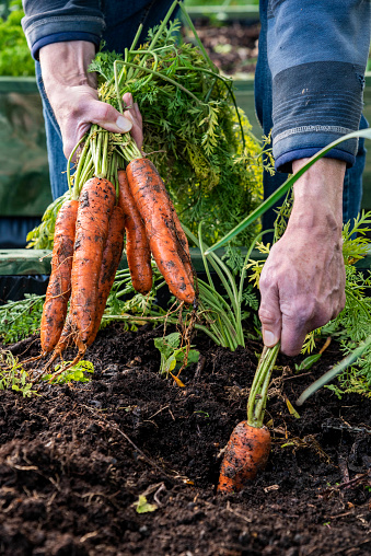 Senior man harvesting carrots from a raised bed in an allotment.