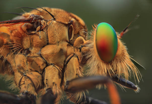 istock macro closeup photography of robberfly. 1436399535
