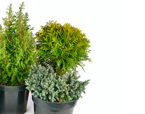 Thuja, juniper and cypress in flower pots isolated on white background. Free space for text.