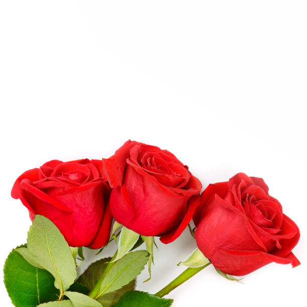 istock red roses isolated on white background. Free space for text. 1436400899