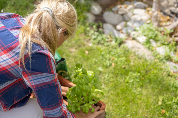 istock Woman planting hers in her garden 1436402247