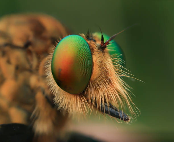 istock macro closeup of robberfly. 1436402364