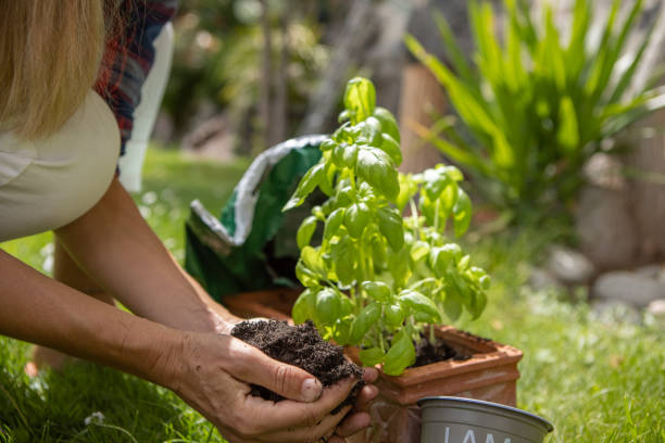 istock Woman planting hers in her garden 1436403237