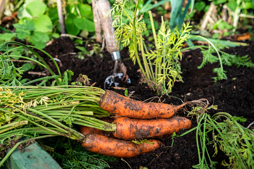 Home grown freshly harvested carrots placed on soil. A garden fork is also in the photograph.