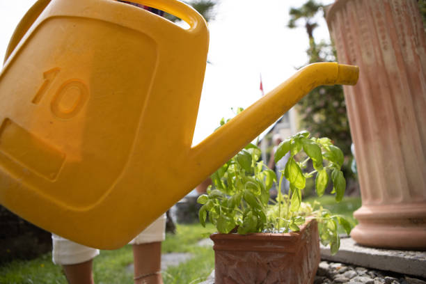 istock Woman watering potted plant 1436404763