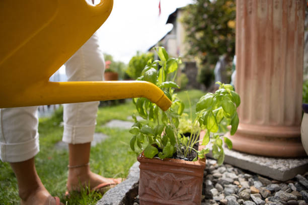 istock Woman watering potted plant 1436404767