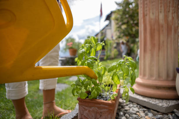 istock Woman watering potted plant 1436404787