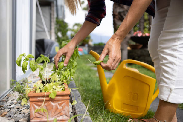 istock Woman planting hers in her garden 1436407459