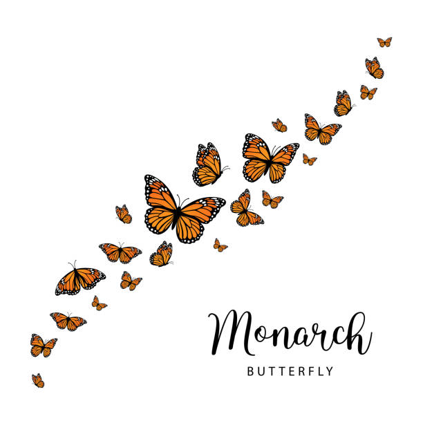 fiying motyle monarch. ilustracja wektorowa izolowana na białym tle - butterfly monarch butterfly spring isolated stock illustrations
