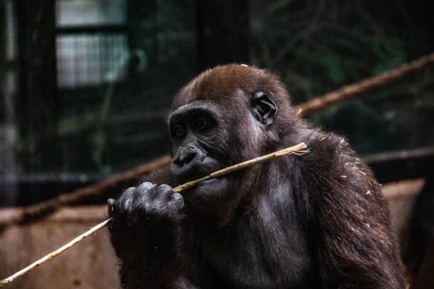 istock Closeup shot of a monkey rating a straw 1436409958