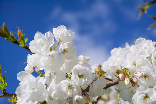 Cherry blossom close-up on a blue sky background.