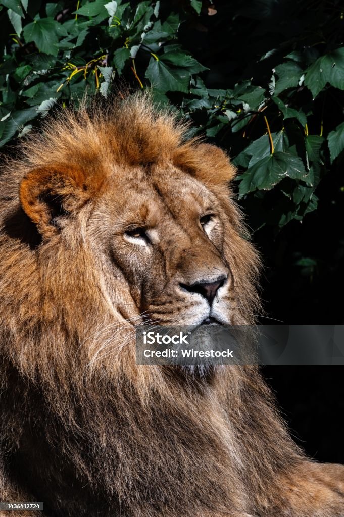 Primer Plano De Un León Con Una Melena Gruesa Foto de stock y más banco de imágenes de Animal - Animal, Cabeza de animal, Carnívoros - iStock Primer Plano De Un León Con Una Melena Gruesa Foto de stock y más banco de imágenes de Animal - Animal, Cabeza de animal, Carnívoros - iStock
