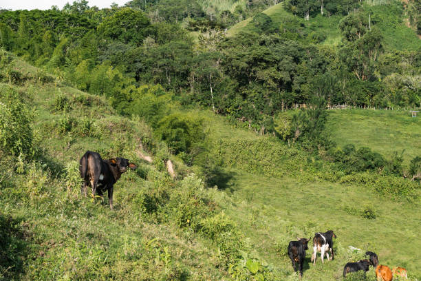 istock black cow grazing on a green mountainside. Bos taurus looking back while walking through a paddock, in the background a bamboo forest. concept of livestock and countryside 1436413576