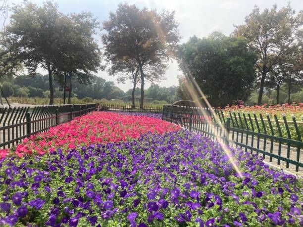 istock Beautiful parks, flowers, trees and lakes 1436414062