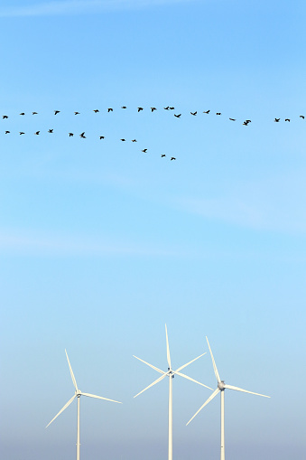 Flock of cormorants flying over a wind turbine park in the Eastern Scheldt nature reserve, Netherlands
