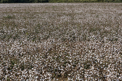 Harvest time in the cotton field in Turkey.