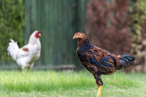 Close-up side view of rooster with chicken-hen standing on lawn. Focus on hen. Out of focus background.