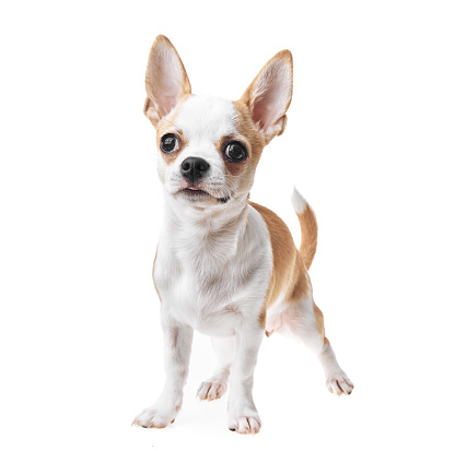 Beautiful and cute white and brown mexican chihuahua dog over isolated background. Studio shoot of purebreed miniature chihuahua puppy.