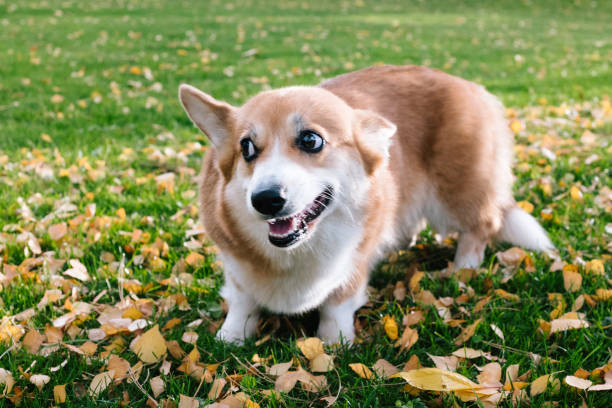 snarling dog