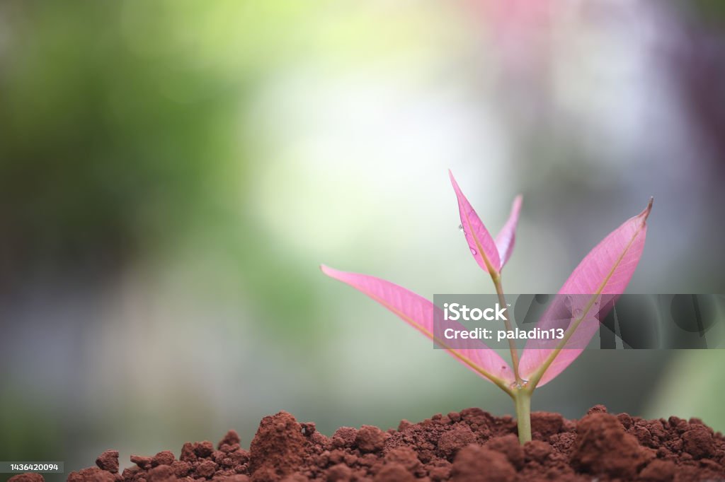 Java Sprouted Closeup Of Java Apple Sprout Growing Stock Photo - Download Image Now ...
