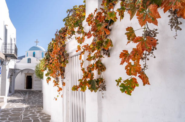 Grapes and leaves turning colors in a Greek town stock photo