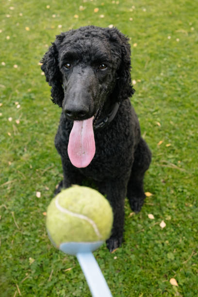istock black king poodle targets a ball 1436420176