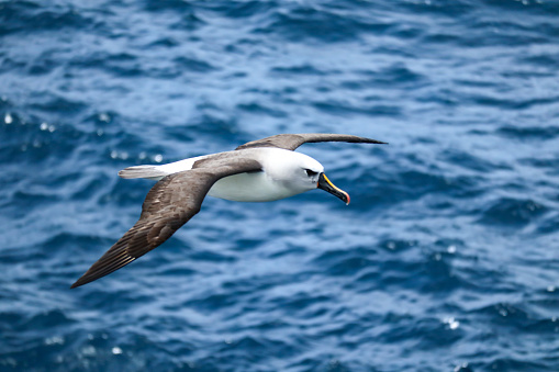 Yellow nose albatross in flight on a sunny day
