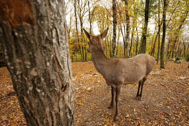 Close up of roe deer in autumn forest near tree.