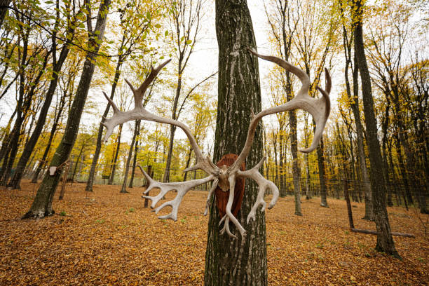 Deer with big bloodied antlers looking at the right view from right side