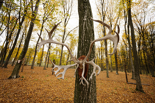 Horns of deer hang on tree at autumn forest.