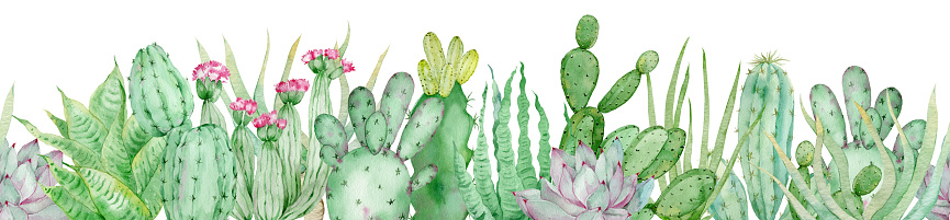 Watercolor seamless border of green cactuses. Endless header with tropical plants and pink flowers isolated on the white background.