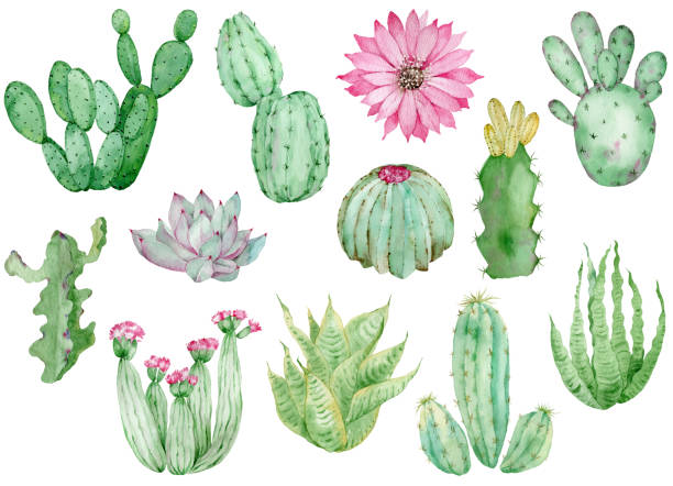 istock Collection of Cactuses isolated on the white background. Watercolor hand drawn set illustration. 1436424063